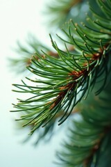 Close-up view of vibrant evergreen needles, showcasing the intricate details of a conifer branch against a soft, blurred backdrop