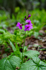 Vibrant Purple Blooms of Primula jesoana in Spring Forest
