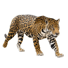 Fototapeta premium A powerful jaguar with a beautiful spotted coat walks with an air of confidence. The jaguar's gaze is intense, and it is clear that this is a formidable predator
