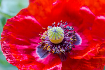 Fleur de coquelicot 