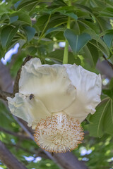 Fleur de baobab 