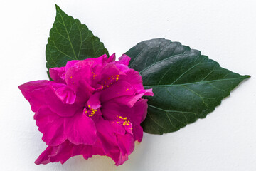 Fleur d’hibiscus 