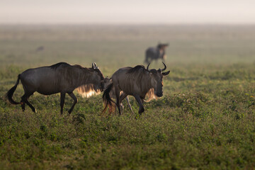 wildebeest running in serengeting savannah during great migration