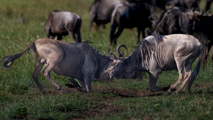 two wildebeest fighting with their horns in serengeti