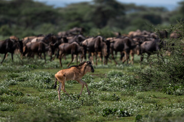 wildebeest calf running in serengeting savannah during great migration