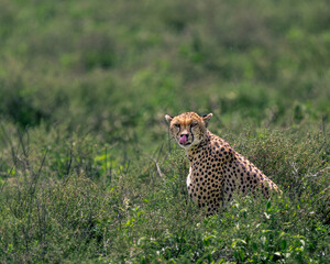cheetah in the savannah