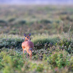 dik-dik in serengeti savannah