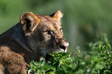 portrait of a lioness