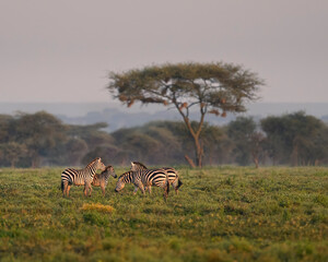 zebras running in Serengeti savannah during sunrise