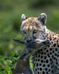 cheetah feast with its prey