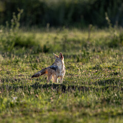silver backed jackal in serengeti