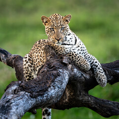 an elegant leopard in Serengeti national park