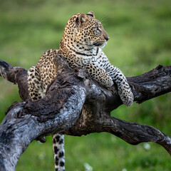 an elegant leopard in Serengeti national park