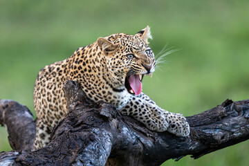 an elegant leopard in Serengeti national park