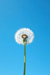 Obraz premium A solitary dandelion seed head against a vibrant blue sky, showcasing the delicate beauty of nature's ephemeral wonders.