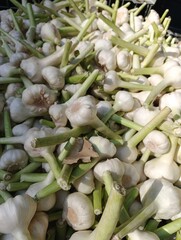 Pile of Fresh Garlic Bulbs with Green Stems
