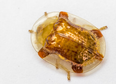 Coccinelle tortue dor&eacute;e 