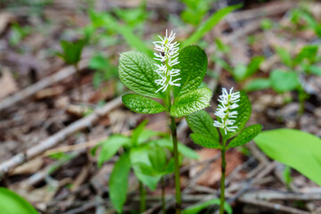 Chloranthus japonicus in Spring Forest Understory