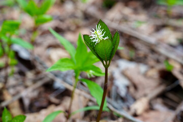 Chloranthus japonicus in Spring Forest Understory