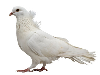 Fototapeta premium Close-Up of White Dove with Crest Isolated on transparent background cutout, PNG file, Cutout file