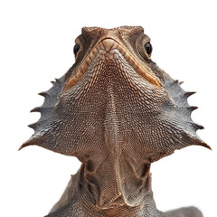 Obraz premium A curious lizard looks towards the camera, showcasing its unique scale patterns