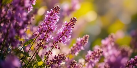 Naklejka premium Spring Blossom: Delicate Purple Pink Flowers
