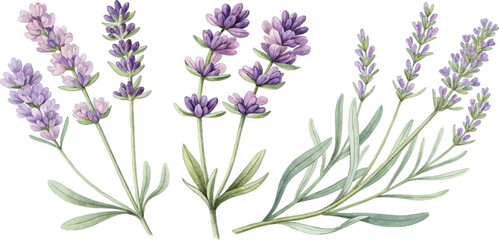 Fototapeta premium Watercolor Lavender Collection