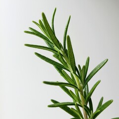 Fototapeta premium Rosemary sprig on white background