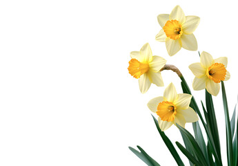 Beautiful daffodil flowers isolated on a transparent background, cutout PNG file, PNG stock photo on a white background. 