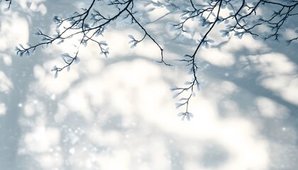 Delicate winter branches casting soft shadows.