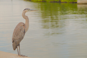 Great Blue Heron by a Harbor with Sailing Yachts in the Background in Gulfport, Florida. Bird perched at the marina seawall edge, surrounded by sailboats under a serene sky.
