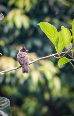 the bird in the nature with dramatic tone