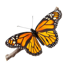 Fototapeta premium vibrant monarch butterfly perched on twig, showcasing its striking orange and black wings. This beautiful insect symbolizes transformation and nature beauty