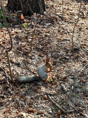In a tranquil and serene wooded area, a curious little squirrel forages for food, happily enjoying...