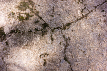 Close-up of cracked concrete surface with moss growth, highlighting texture and urban decay.

