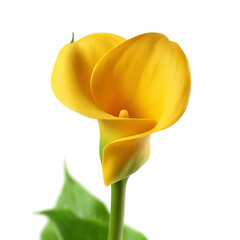 A single, vibrant yellow calla lily flower with a touch of green