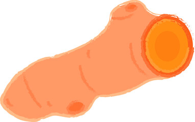 Turmeric Root Hand-Drawn Illustration