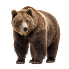 Fototapeta premium A brown bear stands tall with its thick fur and powerful build against a dark background
