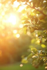 Obraz premium Sunlight filters through leaves and fruit on a plum tree branch in a garden at golden hour