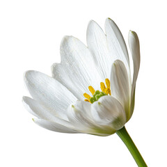 Fototapeta premium close up of delicate white flower with yellow stamens, showcasing its intricate petals and natural beauty. flower stands out against transparency background, emphasizing its elegance and detail