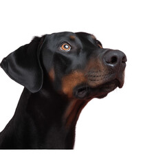 Fototapeta premium A Doberman pinscher, a loyal and intelligent companion. The sleek, dark-colored dog is looking up with keen eyes