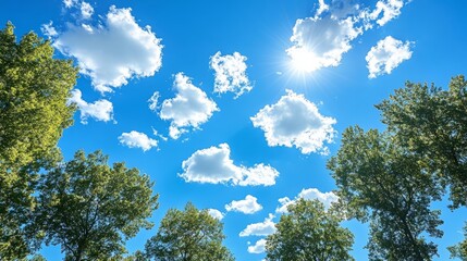 Obraz premium Skyward Gaze: A breathtaking view of a vibrant blue sky, dotted with fluffy white clouds and the radiant sun, framed by the lush green canopy of towering trees.