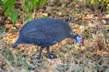 Helmeted guineafowl
