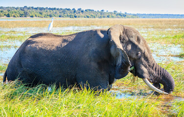 Elephant in the river