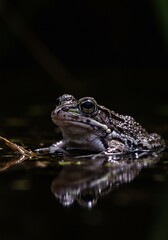 Obraz premium 静かな水面、小さなカエル、夜闇に映る影