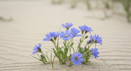 砂丘に咲く可憐な青花 生命力感じる風景