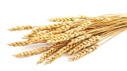 Golden wheat ears bunch isolated on pure white background evokes harvest season