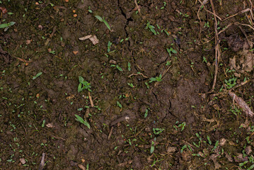 Close-up of moist earth with small green sprouts, depicting new life and growth from the soil.

