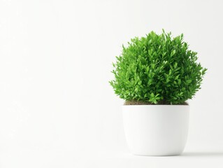 Potted boxwood plant in white pot on white background studio shot minimal clean aesthetic bright light interior decoration