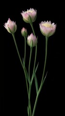 Fototapeta premium Elegant Strawflower Still Life on Black Background Close Up Studio Shot Delicate Pink Blossoms and Buds